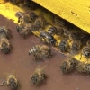 Dotacje dla pszczelarzy